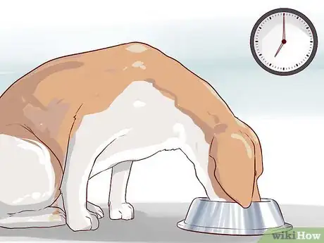 Imagen titulada Train Beagles Step 15