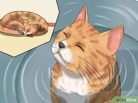 Imagen titulada Clean Your Cat When He Can't Do It Himself Step 23