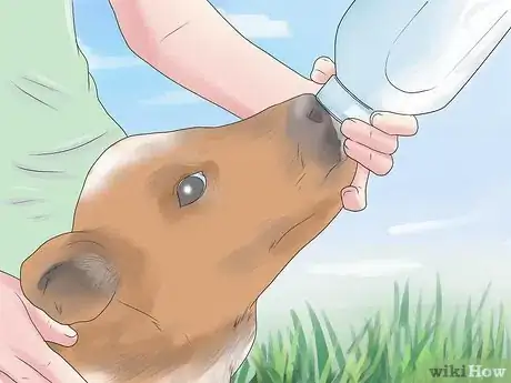 Imagen titulada Diagnose and Treat Scours in Calves Step 8