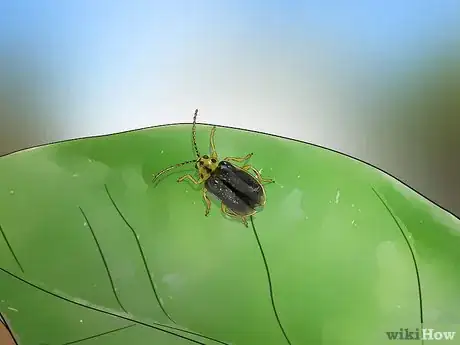 Imagen titulada Identify Beetles Step 14