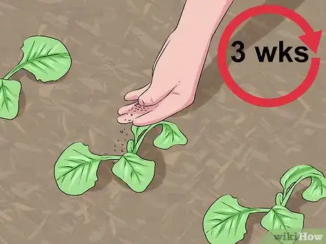 Imagen titulada Plant Cabbage Step 12