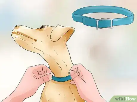 Imagen titulada Keep Fleas Off Dogs Step 2