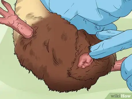 Imagen titulada Help a Constipated Guinea Pig Step 5