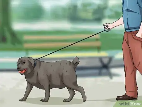 Imagen titulada Help Your Dog Lose Weight Step 11