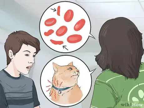 Imagen titulada Diagnose and Treat Blood Blisters in Cats Step 7