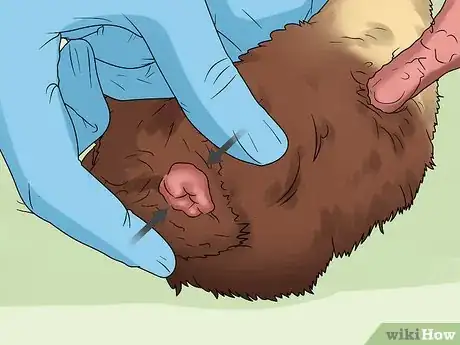 Imagen titulada Help a Constipated Guinea Pig Step 9