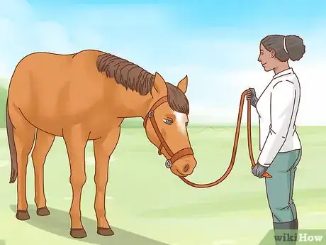 Imagen titulada Teach a Horse to Bow Step 7