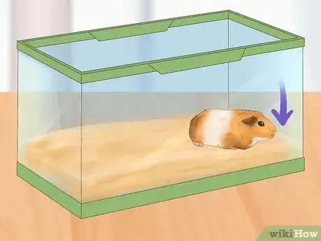 Imagen titulada Potty Train a Hamster Step 8