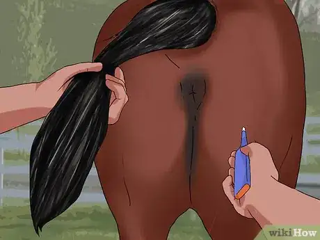 Imagen titulada Take a Horse's Temperature Step 10