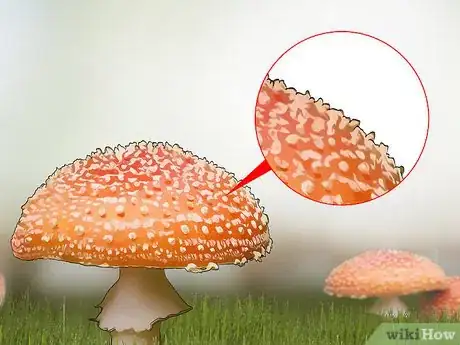 Imagen titulada Identify Poisonous Mushrooms Step 4
