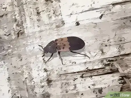 Imagen titulada Identify Beetles Step 16