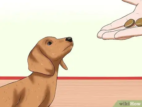 Imagen titulada Train Dachshunds Step 11