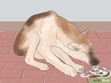 Imagen titulada Nurse a Dog Through Parvo Step 19
