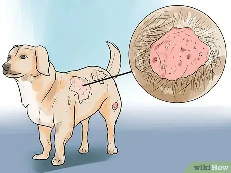 Imagen titulada Identify Mange on Dogs Step 2