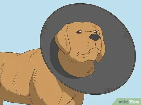 Imagen titulada Wrap a Dog Paw Step 9