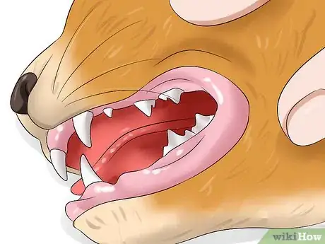 Imagen titulada Diagnose Feline Panleukopenia (Distemper) Step 3