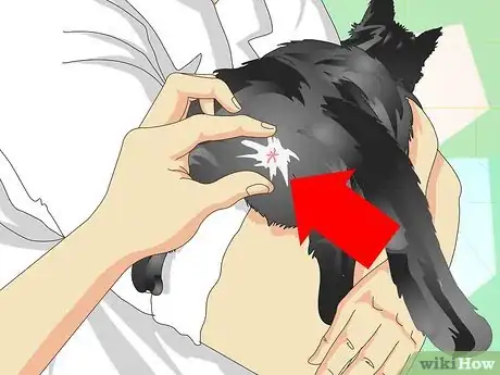 Imagen titulada Tell If a Cat Is Neutered Step 2