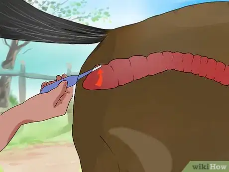 Imagen titulada Take a Horse's Temperature Step 13