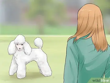 Imagen titulada Care for a Toy Poodle Step 24