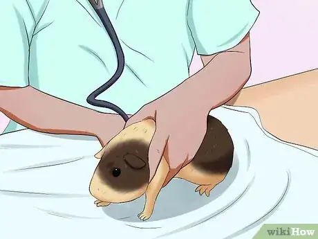 Imagen titulada Help a Constipated Guinea Pig Step 15