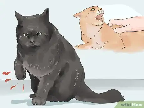 Imagen titulada Diagnose and Treat Blood Blisters in Cats Step 3