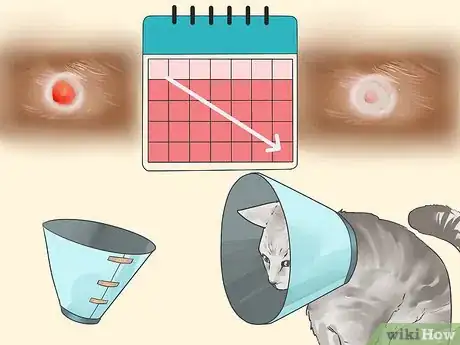 Imagen titulada Diagnose and Treat Blood Blisters in Cats Step 8