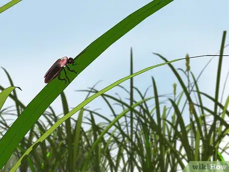 Imagen titulada Attract Fireflies Step 1