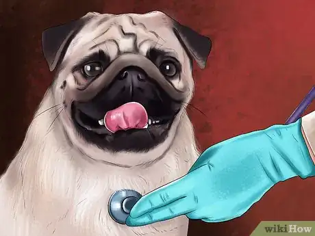 Imagen titulada Care for a Pug Step 1