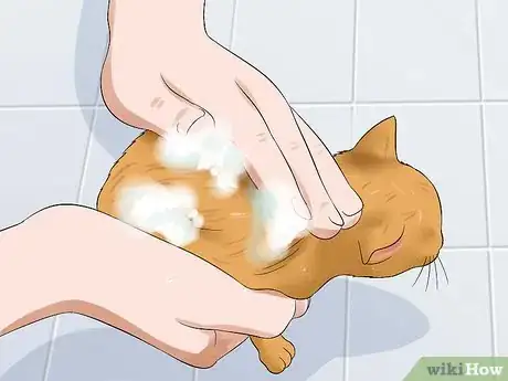 Imagen titulada Care for an Abandoned Kitten Step 17