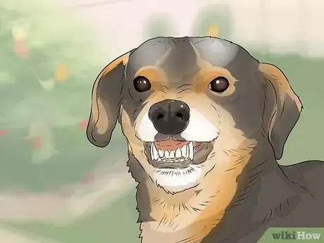 Imagen titulada Tell if a Dog Is Going to Attack Step 7