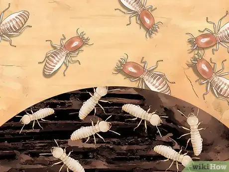 Imagen titulada Identify Termite Larvae Step 4