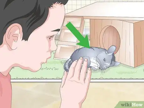 Imagen titulada Care for Chinchillas Step 21