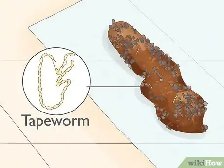 Imagen titulada Identify Worms in a Cat Step 10