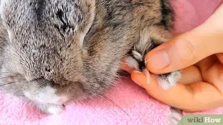 Imagen titulada Cut a Rabbit's Claws Step 9