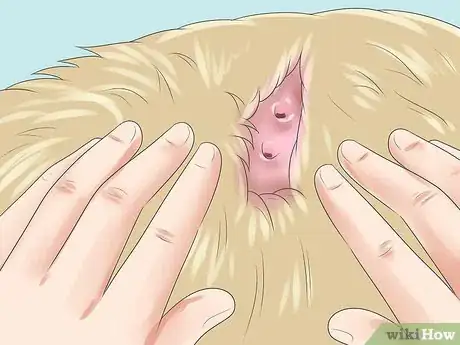 Imagen titulada Treat Dog Bite Wounds on Dogs Step 5