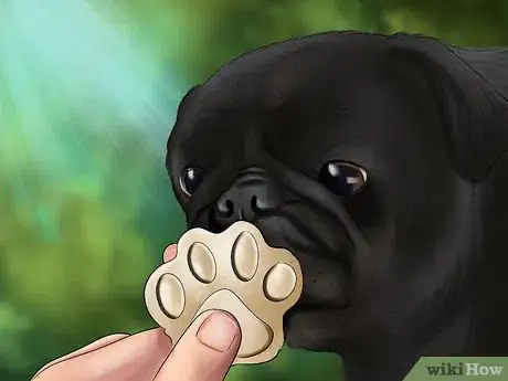 Imagen titulada Care for a Pug Step 5