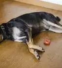 ayudar a los cachorros con su dentición