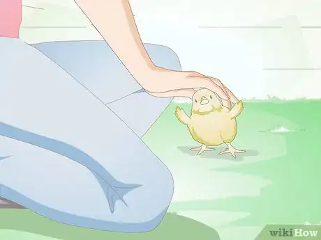 Imagen titulada Care for a Chick Step 11