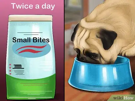 Imagen titulada Care for a Pug Step 4