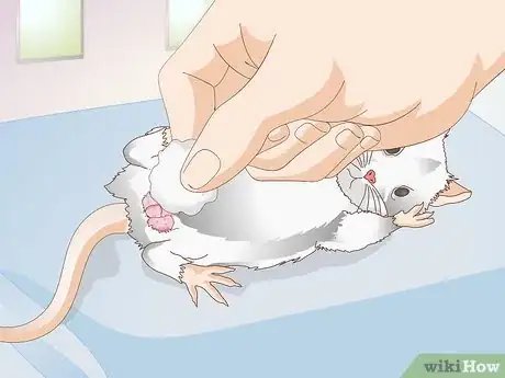 Imagen titulada Treat Mice With Penile Prolapse Step 7