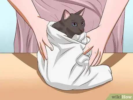 Imagen titulada Clean Your Cat When He Can't Do It Himself Step 33