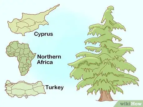 Imagen titulada Identify Cedar Trees Step 1