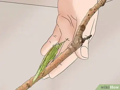 Imagen titulada Take Care of a Katydid Insect Step 9