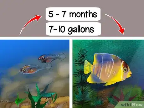 Imagen titulada Tell the Gender of an Angelfish Step 1