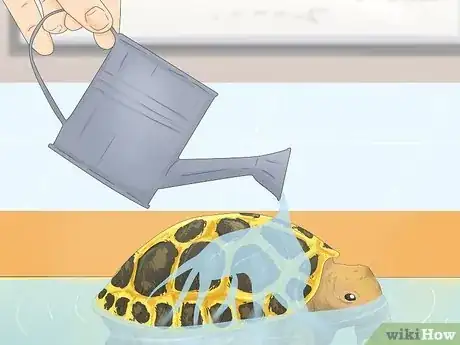 Imagen titulada Bathe a Russian Tortoise Step 8