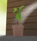 propagar hibiscos