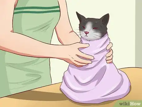 Imagen titulada Open a Cat's Mouth Step 3