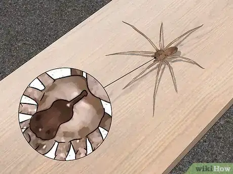 Imagen titulada Identify a Brown Recluse Step 2