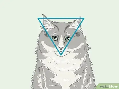 Imagen titulada Identify a Norwegian Forest Cat Step 3