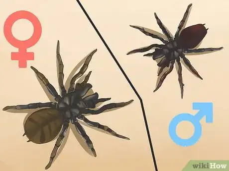 Imagen titulada Identify a Funnel Spider Step 4